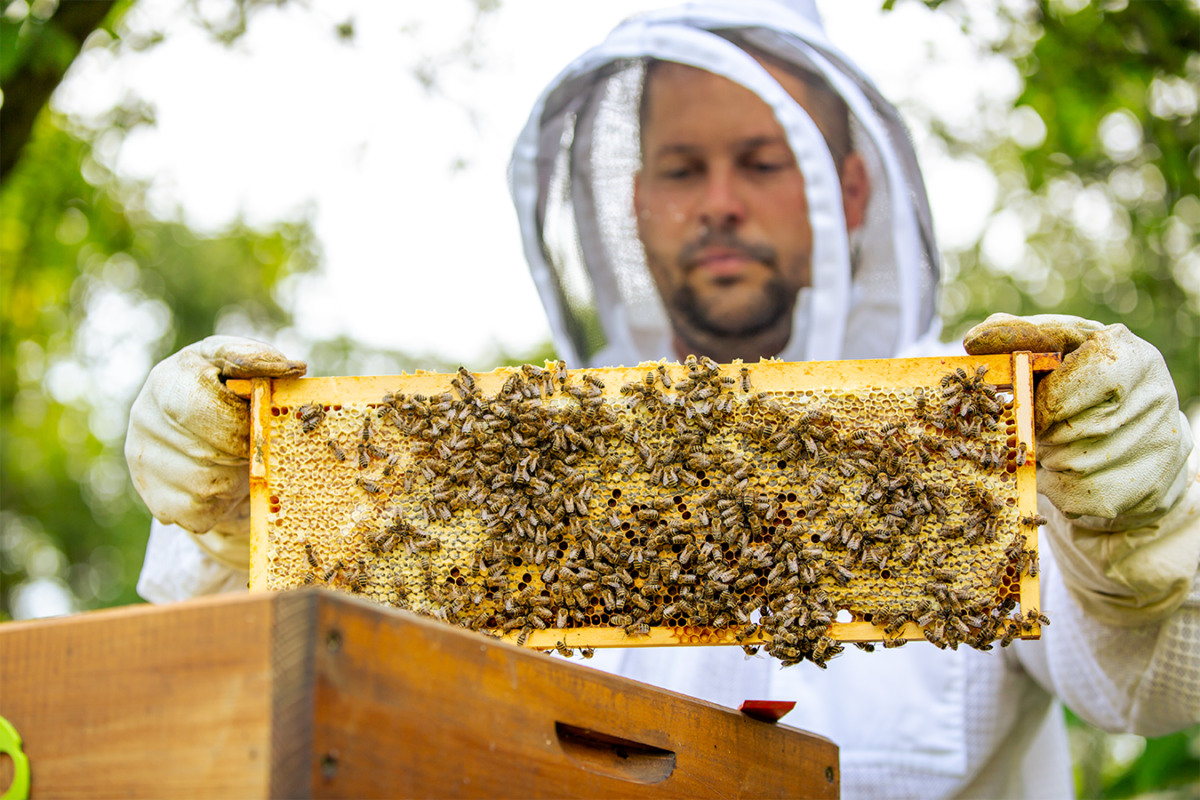 méhész mézbegyűjtés közben