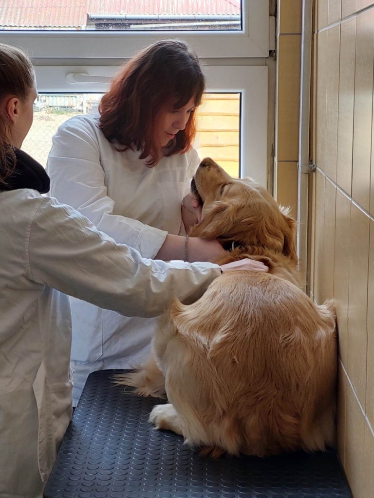 Egy állatorvos és egy asszisztens egy nyugodt golden retrievert vizsgálnak a klinikán, a kutya fülére összpontosítva. hangulatos a környezet egy ablakkal a háttérben.
