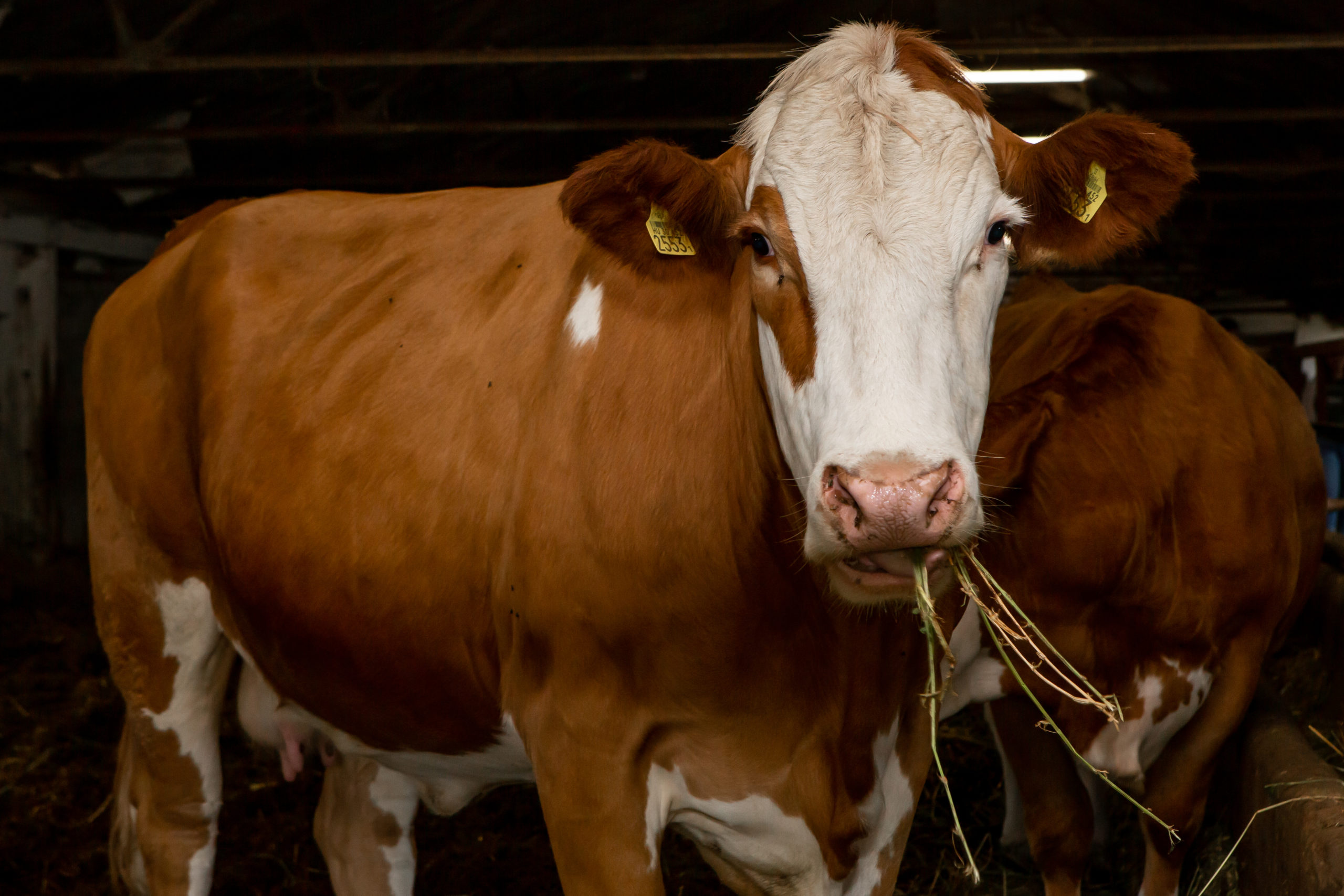 Egy barna-fehér tehén szénával a szájában áll az istállóban, és a kamerába néz, egy másik tehénnel a háttérben.