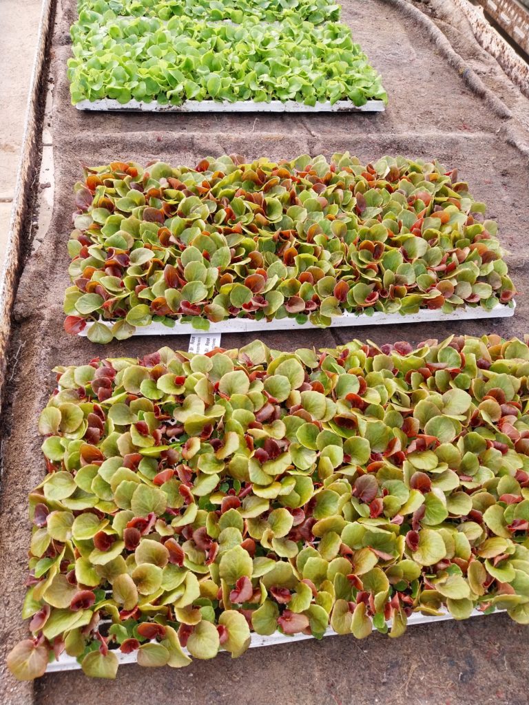 Több tálca fiatal salátanövényekkel, különböző árnyalatú zöld és piros levelekkel, szépen elrendezve egy kavicsos felületen, szabadtéri környezetben.