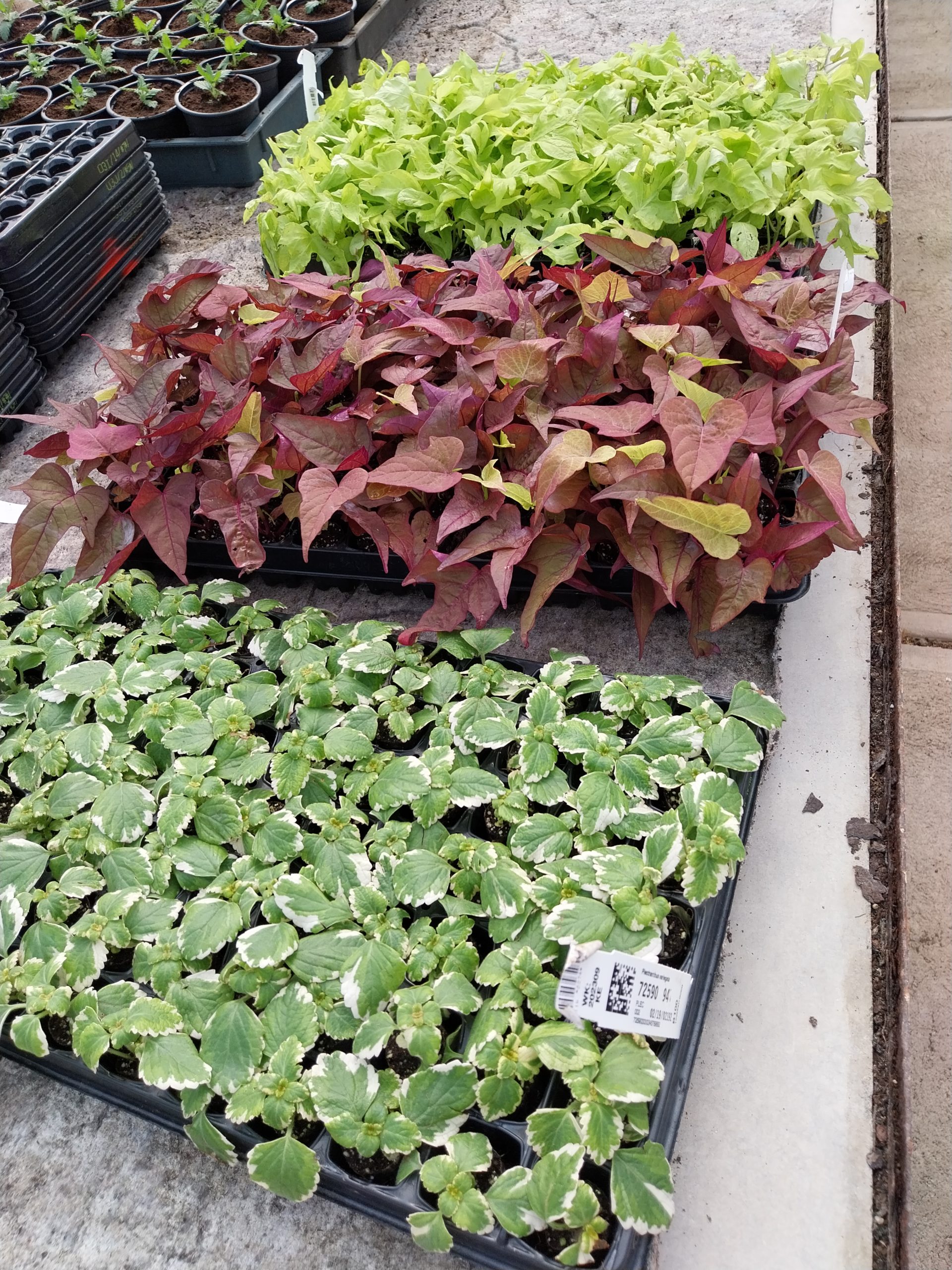 Három tálca különféle színes növényekkel; világoszöld, vöröses-lila és zöld-fehér növények, betonpadlón elhelyezve, esetleg faiskolában.