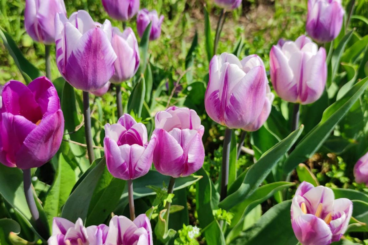 Lila és fehér tulipánok élénk mezője napfényben, dús zöld levelekkel körülvéve a virágokat.