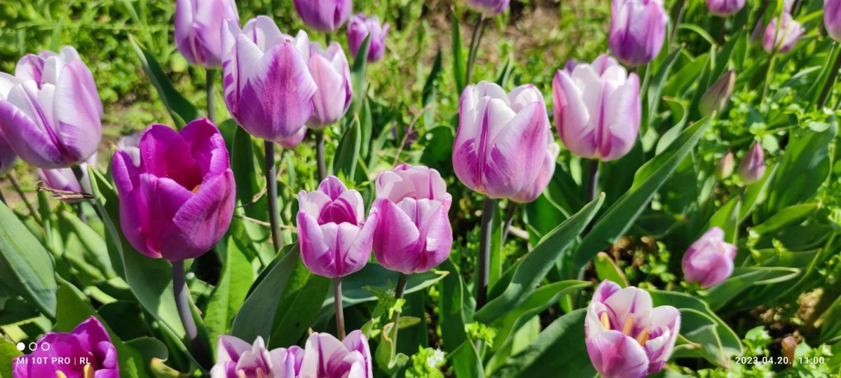 Lila és fehér tulipánok élénk mezője napfényben, dús zöld levelekkel körülvéve a virágokat.