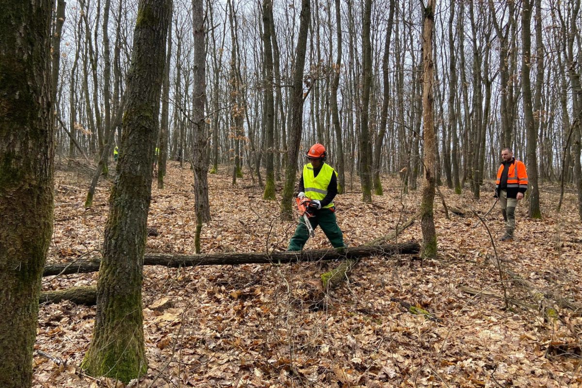 Két erdészeti munkás egy lombokkal borított erdőben ősszel. az egyik egy kidőlt fát vág láncfűrésszel, míg a másik a közelben áll, és mindkettő biztonsági felszerelést visel, beleértve a sisakot és a jól látható kabátot.
