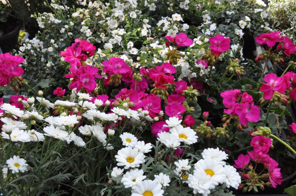 Élénk virágkiállítás élénk rózsaszín muskátlikkal és fehér százszorszépekkel, dús zöld lombokkal tarkítva.