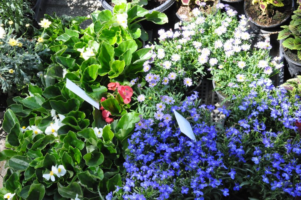 Különféle cserepes növények, köztük zöld levelű növények, piros és fehér virágok és kék százszorszép, napfényben, óvodai környezetben.
