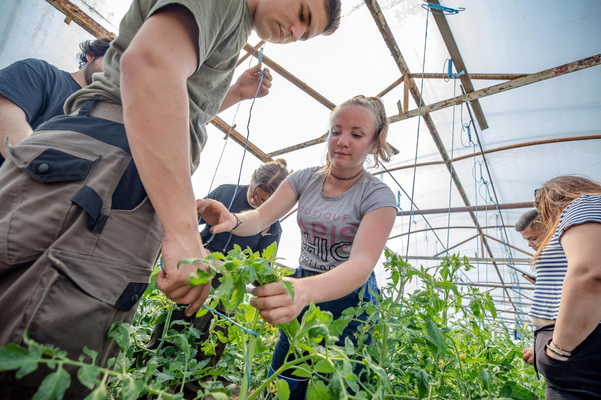 Fiatal felnőttek kertészkednek egy üvegházban, gondosan gondozzák a kis növényeket egy tiszta tető alatt, és egy ember a metszésre összpontosít.