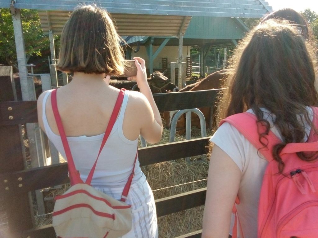 Két vállig érő hajú ember, egyikük fehér felsőben bézs színű hátizsákkal, a másik fehér felsőben rózsaszín hátizsákkal áll egy bekerített kifutó előtt, és egy tehenet fotóznak benne. A terület napsütéses, a háttérben egy menedék.