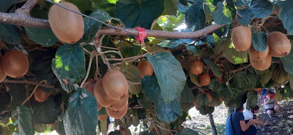 Kiwi szőlő, amelyen számos kivi lóg, buja zöld levelekkel körülvéve. A háttérben több ember ül a szőlő alatt a földön, részben eltakarva a lombozat.