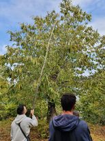Három ember áll egy nagy, zöld levelű fa közelében. Az egyik ember egy hosszú rudat tart, és felnyúl a fába, hogy esetleg gyümölcsöt szedjen vagy aratjon valamit. Az ég részben felhős, a terület gyümölcsösnek vagy kertnek tűnik.