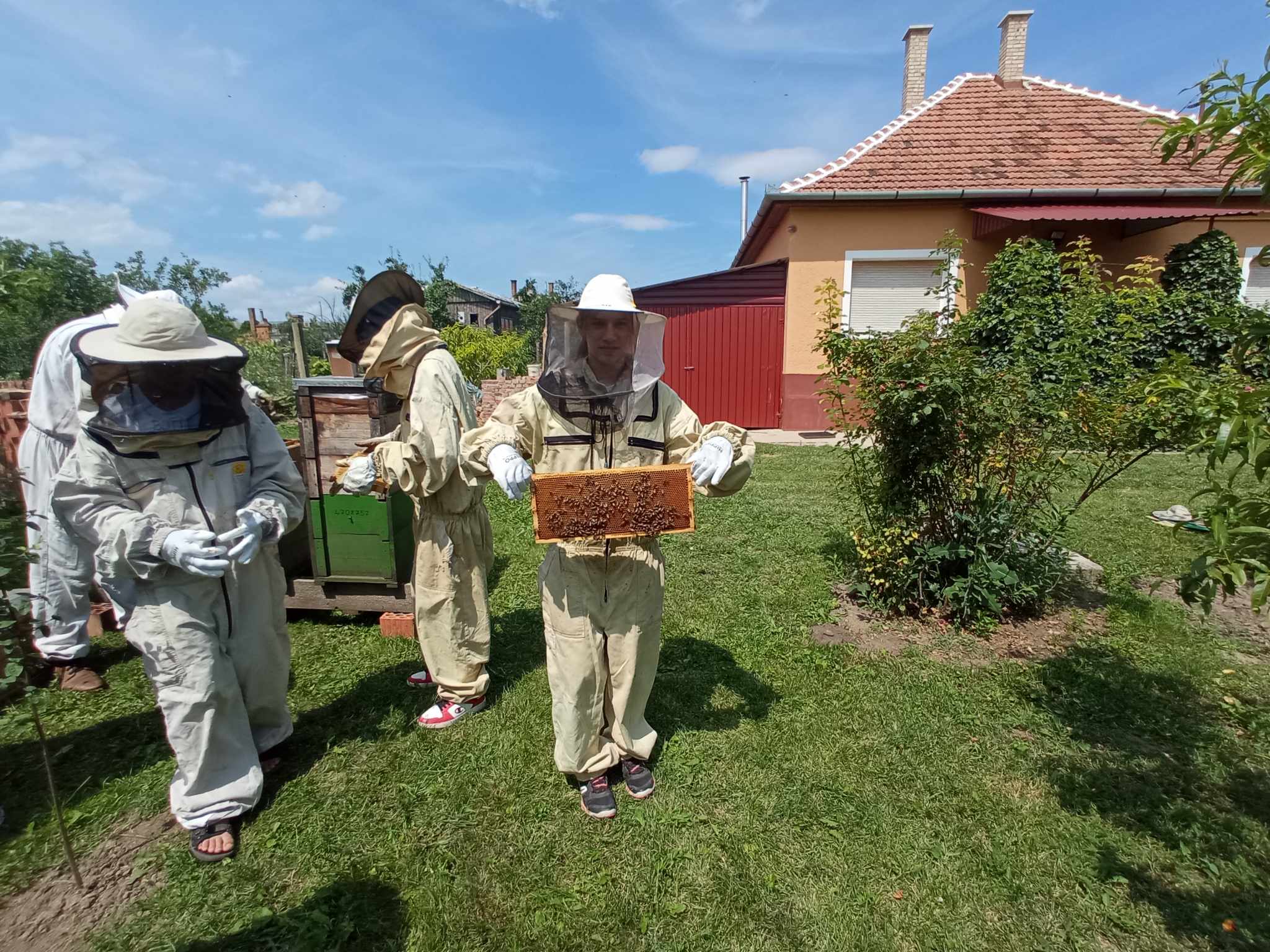 Védőruhás méhészek méhsejteket vizsgálnak egy vörös és sárga ház előtt. Egy ember egy méhsejtet tart fel, míg mások a közeli kaptárakat vizsgálják. A jelenet egy füves udvaron játszódik, tiszta égbolt felett.