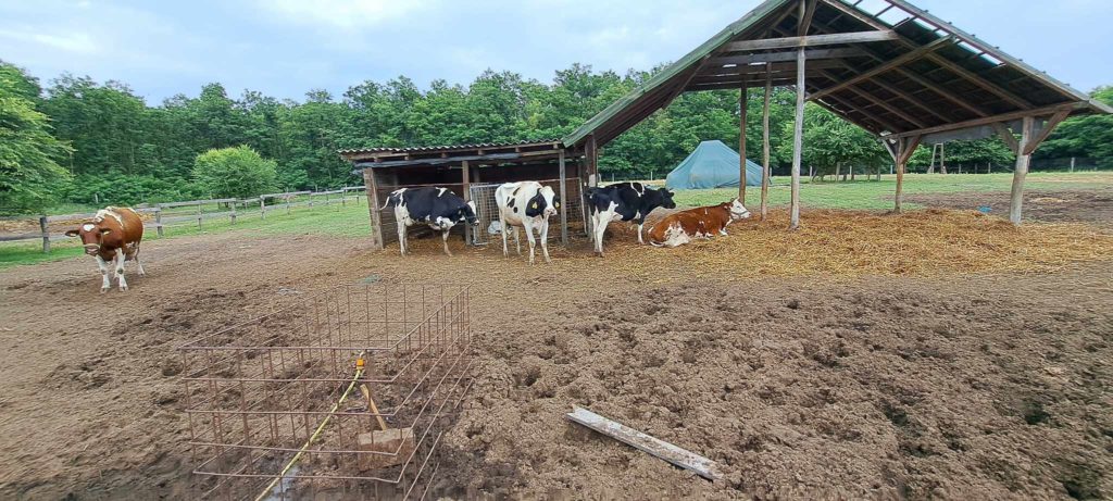 Egy sáros, bekerített területen egy részben fedett tanyaszerkezet alatt tehenek csoportja áll és pihen. Néhány tehén áll, míg mások szénán fekszenek. A háttérben fák és kék ponyva látható. Az előtérben egy fém keret található.