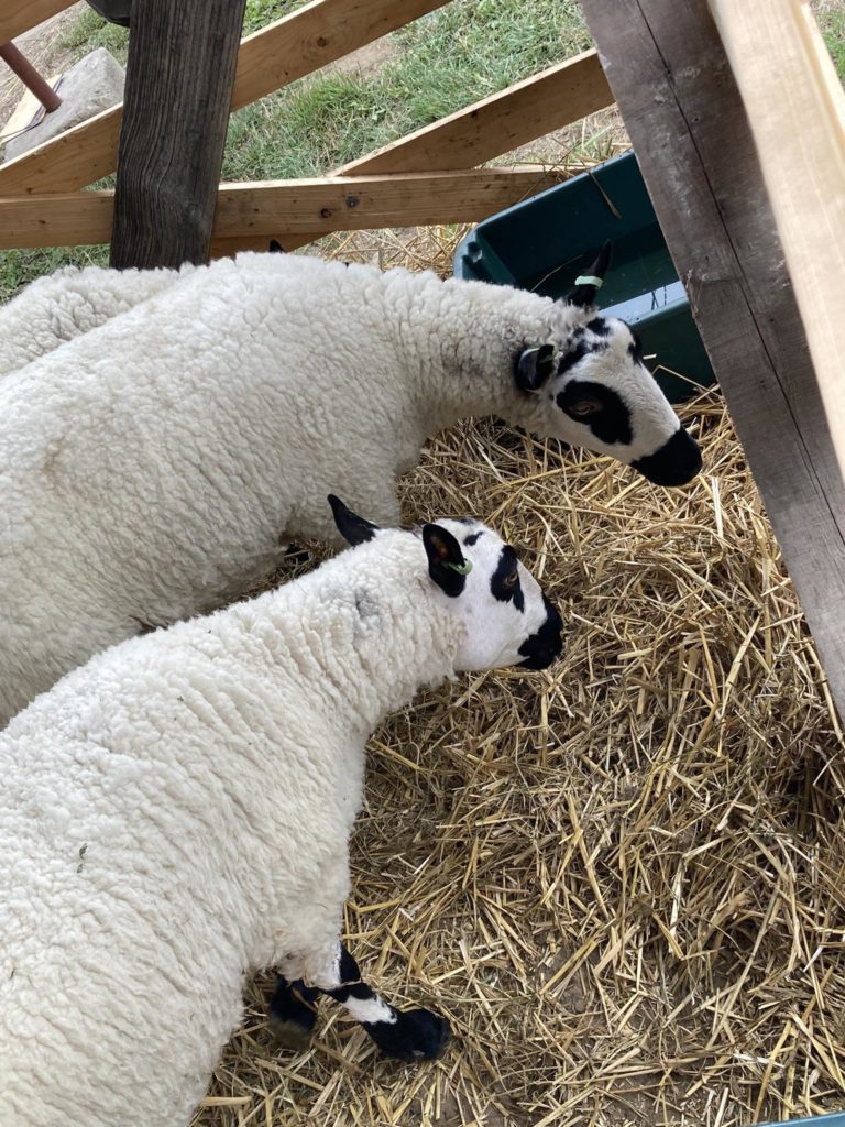 Három fekete jelzésű fehér bárány áll szalmán egy fa szerkezet alatt. Két bárány jobbra néz egy zöld vályú felé, míg a harmadik bárány legel, részben eltakarja a másik kettő. Úgy tűnik, hogy a helyszín egy farm vagy állatkert.