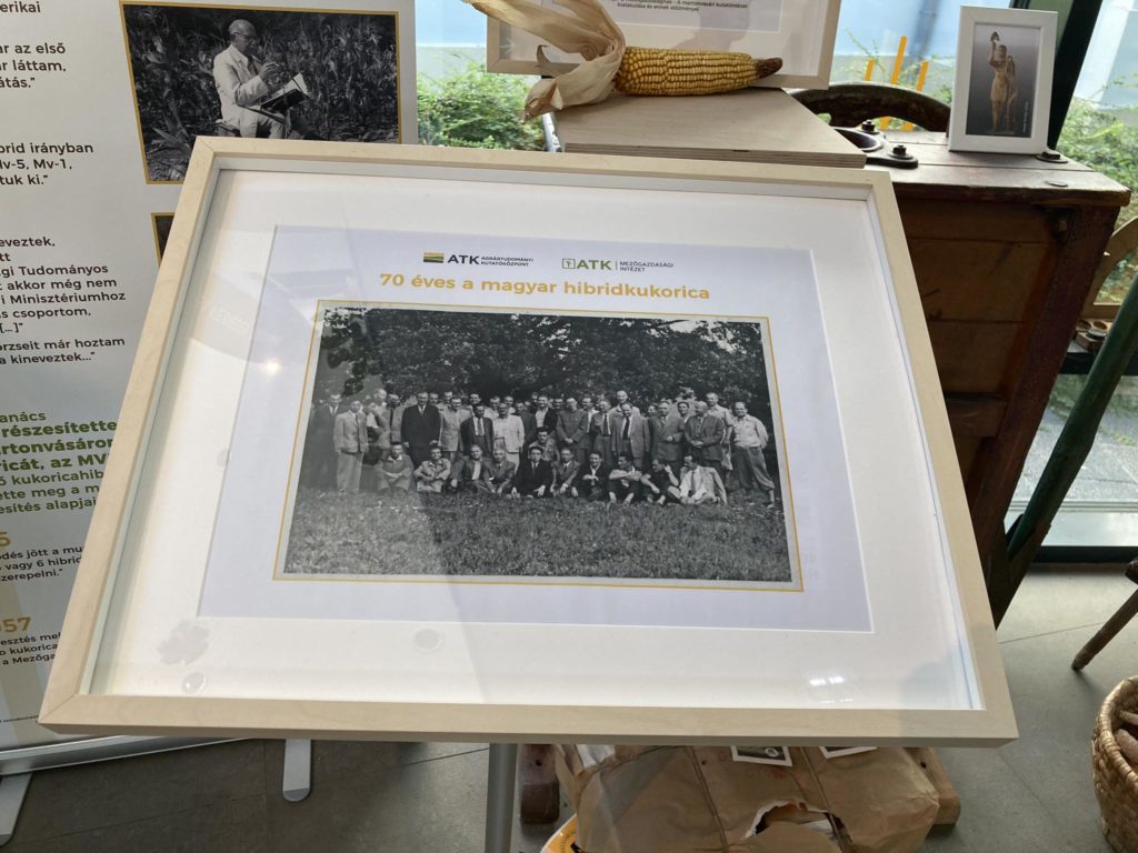 Bekeretezett fekete-fehér csoportkép, felirattal egy kiállításon. A képaláírás „70 éves a magyar hibridkukorica”, azaz „70 éves magyar hibridkukorica”. A háttér posztereket, kukoricás asztalt és egy kis fényképet tartalmaz.