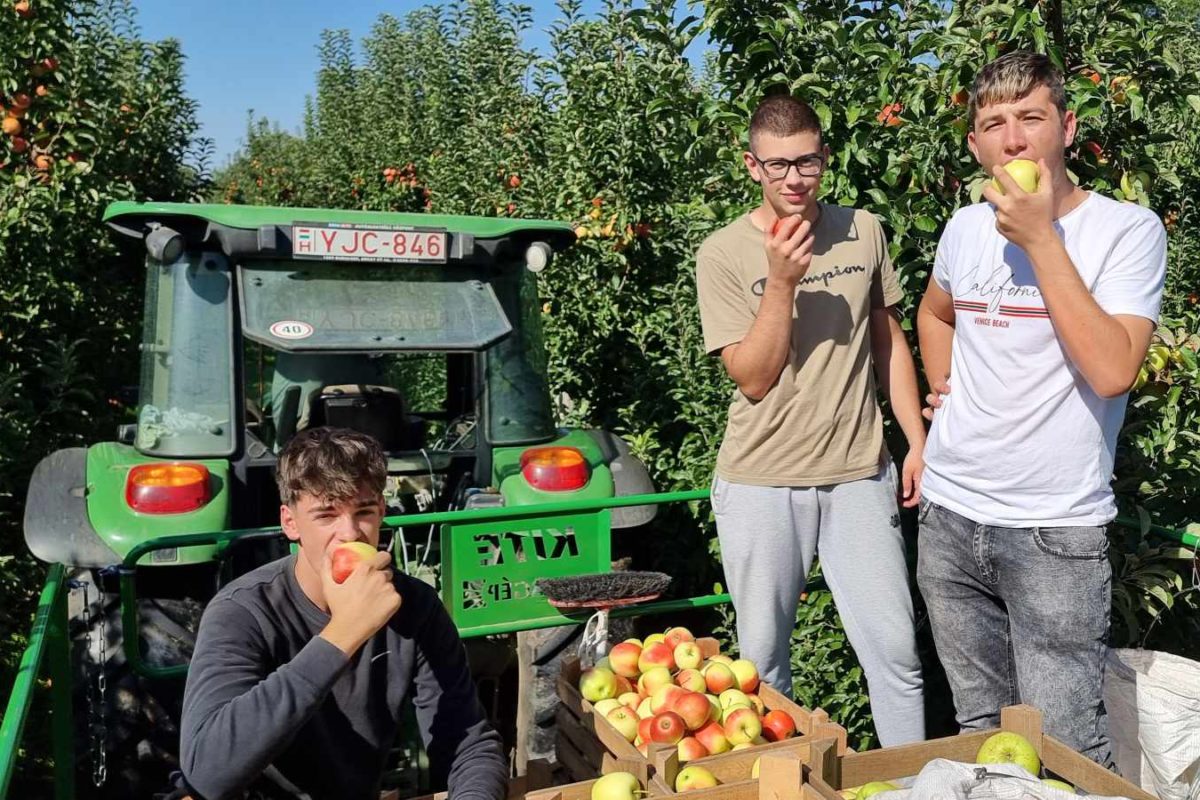 Három fiatal férfi almát eszik egy gyümölcsösben, egy zöld traktor és egy almával teli láda közelében állnak és ülnek. Sűrű lombozat és több almafa tölti ki a hátteret, ami azt sugallja, hogy az alma betakarításának közepén vannak.