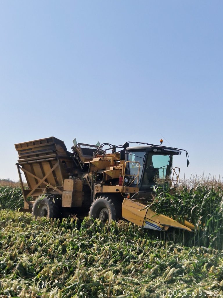 Egy nagy, sárga mezőgazdasági gép kukoricát takarít be egy mezőn a tiszta kék ég alatt. A gép elülső csatlakozóval rendelkezik a kukoricaszár vágására és összegyűjtésére, valamint egy tárolórekesz a hátulján. A kukoricatábla a háttérbe nyúlik. A képen látható dátum: "2023-09-15.