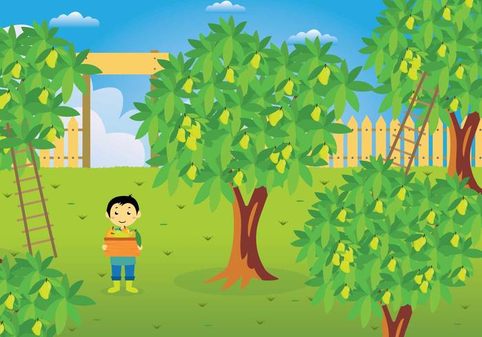 Egy gyerek áll egy buja kertben, sárga gyümölccsel megrakott gyümölcsfákkal körülvéve. A gyermek egy kosarat tart és mosolyog. Létrák támaszkodnak a fáknak, a háttérben egy fakerítés látható a részben felhős kék ég alatt.