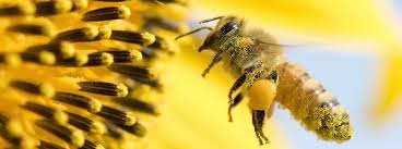 Közeli kép egy virágporral borított méhről, repülés közben, napraforgó közelében. A háttérben a napraforgó élénk sárga szirmai és sötét magjai láthatók. A méhek testén sok hozzátartozó pollen látható, ami kiemeli a beporzásban betöltött szerepét.