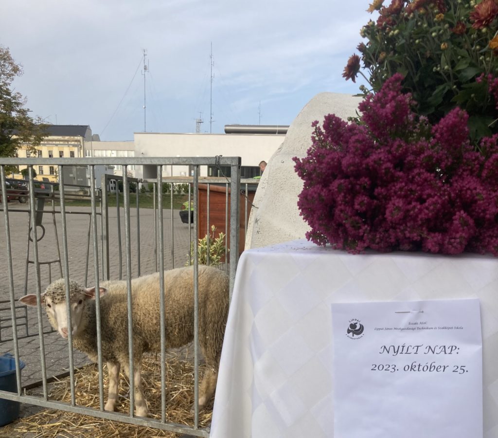 Egy bárány áll egy fém kerítés mögött, egy kövezett területen, egy lila virágkötettel borított fehér asztal közelében. Az asztalon egy tábla: "NYÍLT NAP: 2023. október 25." nyílt napi rendezvényt jelezve. A háttérben épületek és antennák láthatók.