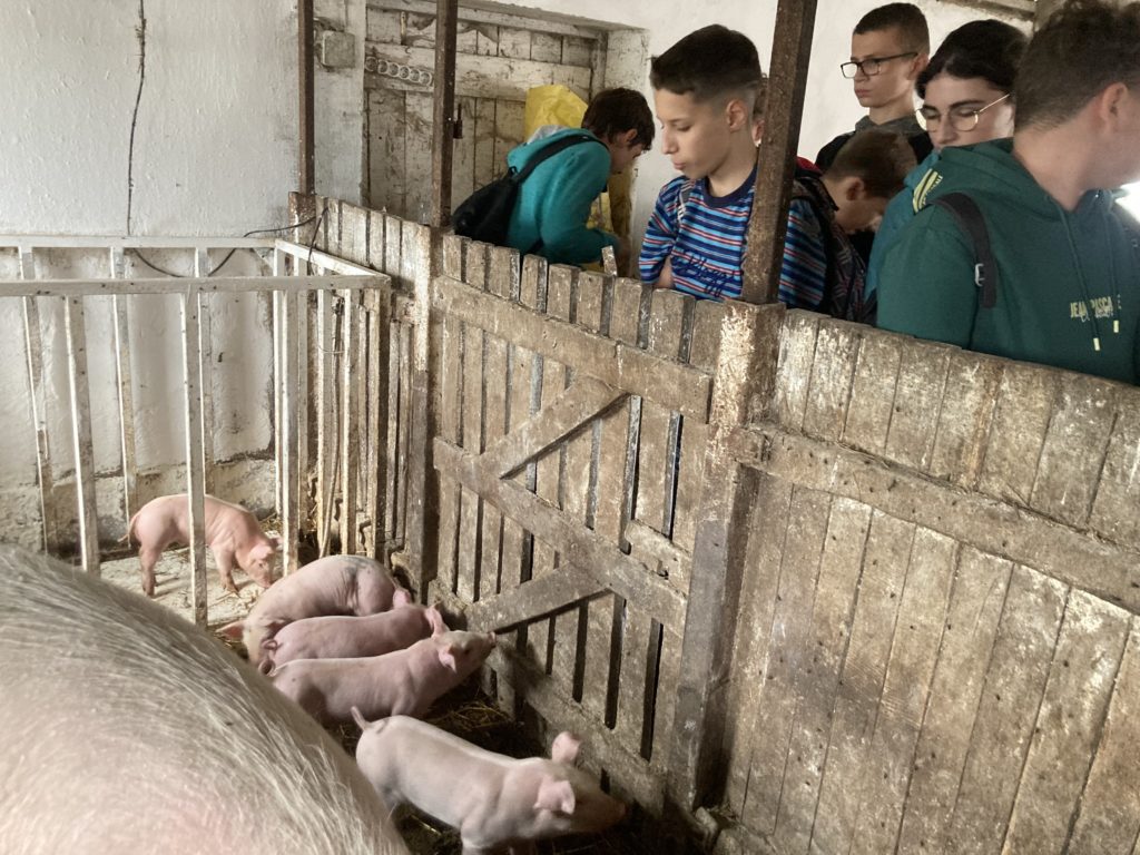 Fiatalok egy csoportja egy fakerítés mellett áll egy istállóban, és egy karámban kis malacokat figyelnek. A malacok összebújnak a kerítés mellett. Az istálló rusztikus, kopott megjelenésű.