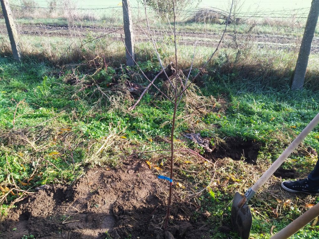 Egy fiatal fát nemrég ültettek el egy füves területen. A fa jobb oldalán egy lapát található, amely egyenesen áll a talajban. A háttérben egy kerítés látható, mögötte csupasz, felszántott föld.