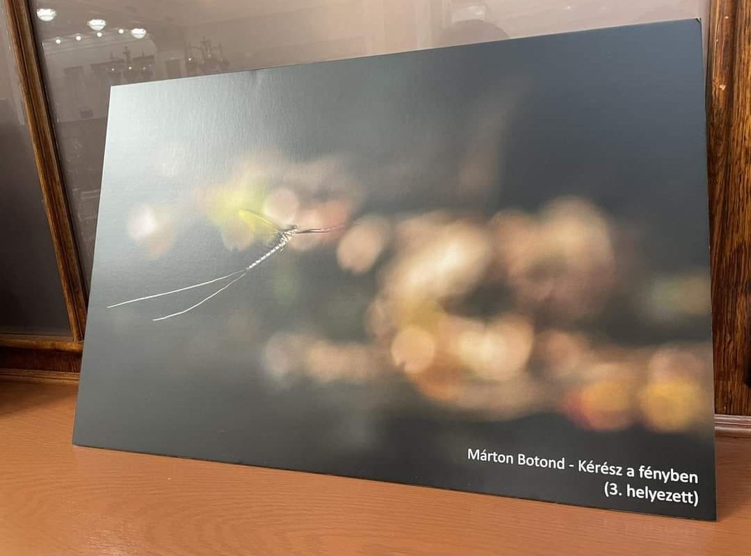 Fából készült polcon látható fénykép, amely közeli képet mutat egy finom rovarról hosszúkás antennákkal, elmosódott, fénnyel teli háttér előtt. A jobb alsó sarokban olvasható szöveg: "Márton Botond - Kérészek a fényben (3. helyezett).