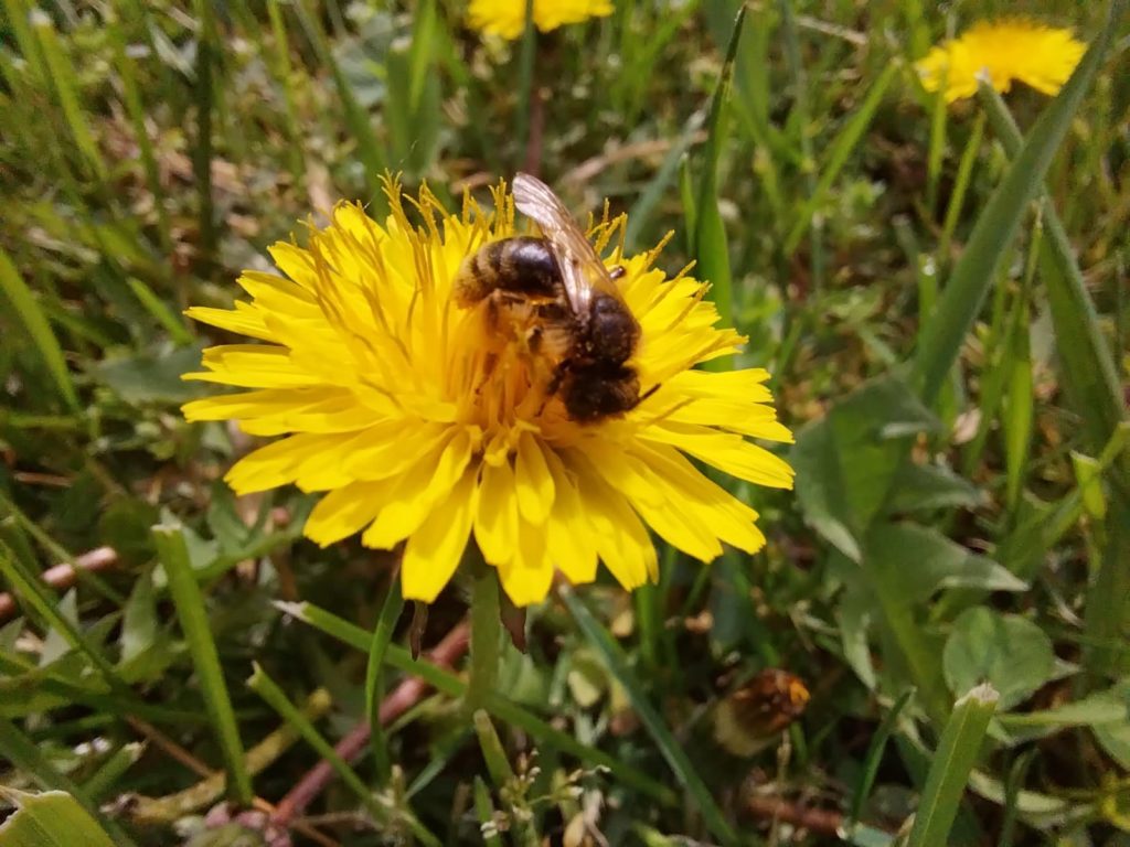 Közelkép egy méh nektárt gyűjtő fényes sárga pitypangvirágból. A háttérben zöld fű és több életlen pitypang látható. A kép a méhet a beporzási tevékenysége során rögzíti egy napsütéses napon.