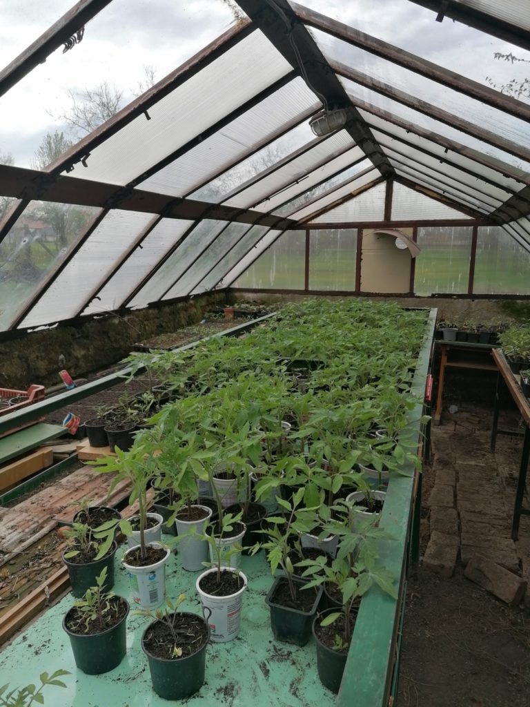 Üvegház, ahol különféle zöld cserepes növények sorakoznak az asztalokon. A tető és a falak átlátszó panelekből készülnek, amelyek lehetővé teszik a természetes fény beszivárgását. A növények fiatalok és élénkek, ami a növekedéshez tápláló környezetet sugall.