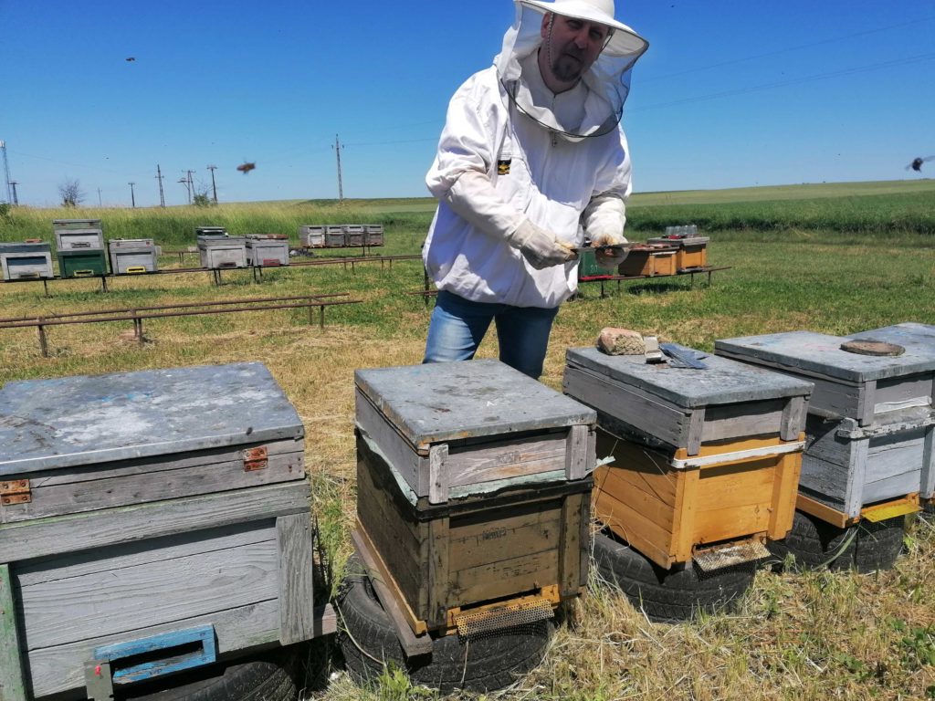 Egy fehér méhészeti öltönyt és kalapot viselő személy áll a méhkassor mellett egy füves területen. Úgy tűnik, kölcsönhatásba lépnek a méhkasokkal. Az ég tiszta és kék, a háttérben több csalánkiütés látható.