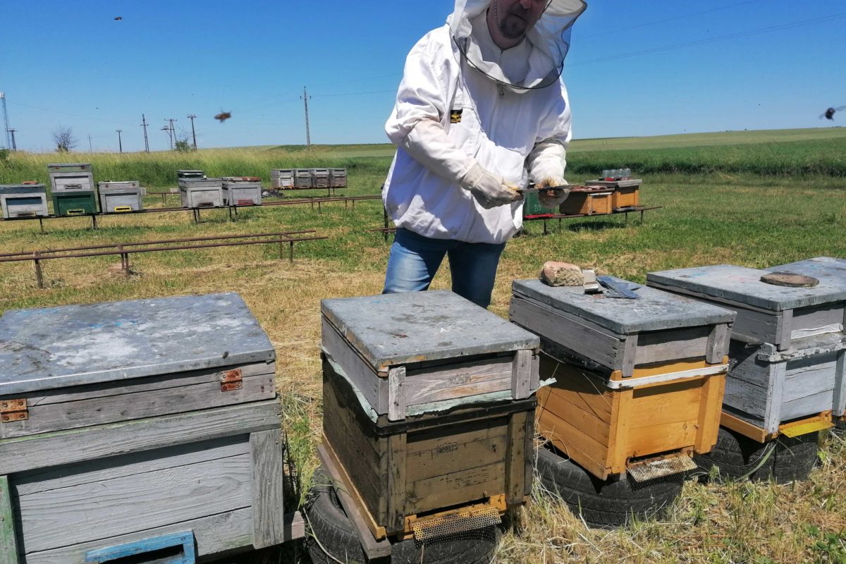 Egy védőruhát viselő méhész egy méhkassorra hajlamos a szabad területen. Az ég tiszta és kék, a háttérben még több méhkas látható. A méhész egy szerszámot tart a kezében, és úgy tűnik, az egyik kaptárral dolgozik.