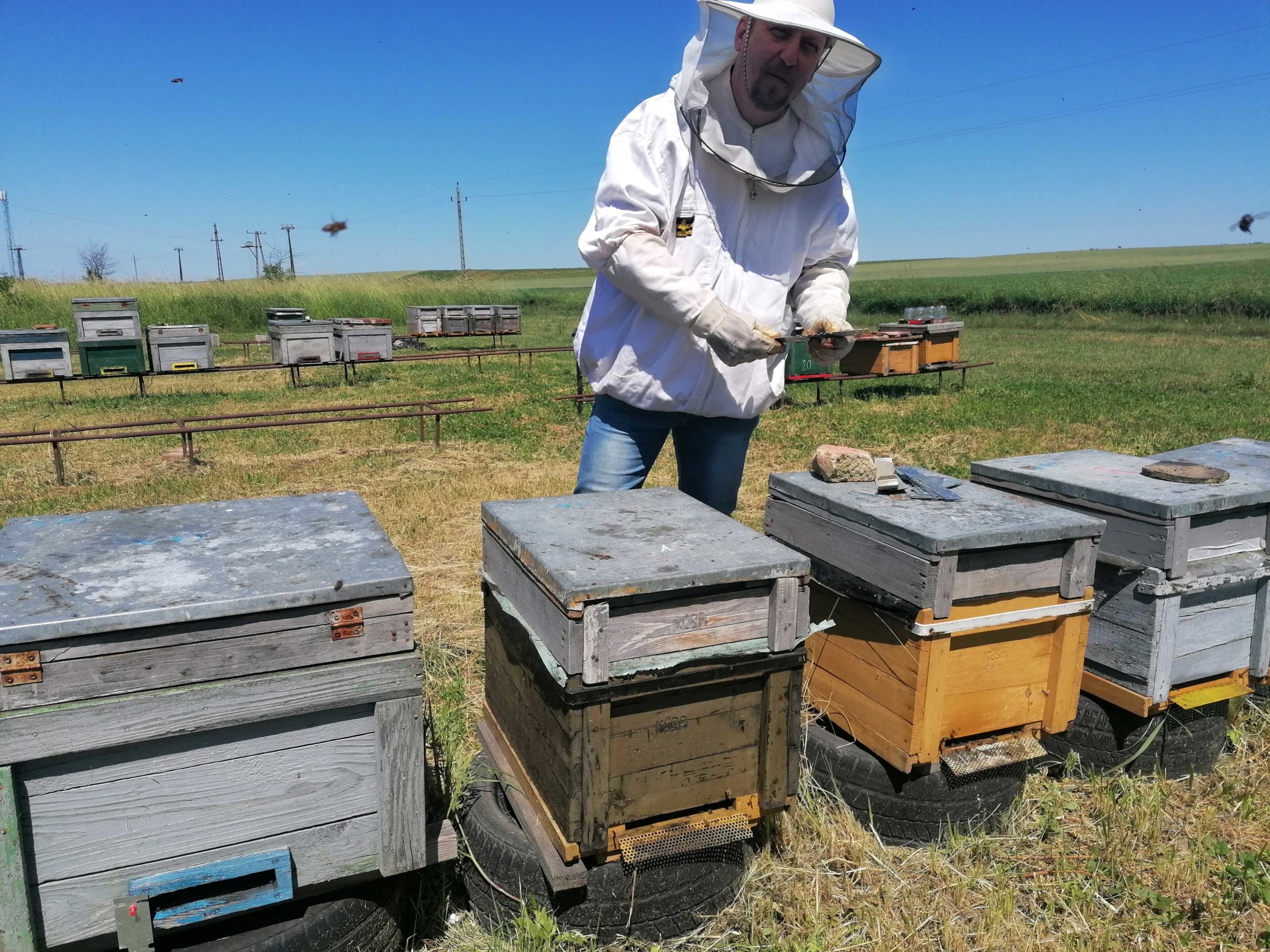 Egy védőruhát viselő méhész egy méhkassorra hajlamos a szabad területen. Az ég tiszta és kék, a háttérben még több méhkas látható. A méhész egy szerszámot tart a kezében, és úgy tűnik, az egyik kaptárral dolgozik.