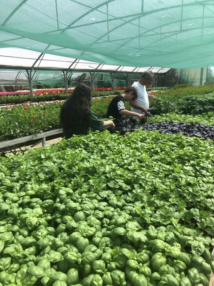 Három ember hajlamos növényeket egy nagy üvegházi lombkorona alatt. Buja zöld gyógynövények és élénk virágok között dolgoznak, a háttérbe nyúló ültetőágyások soraival. Az üvegházszerkezet árnyékos környezetet biztosít a növények számára.