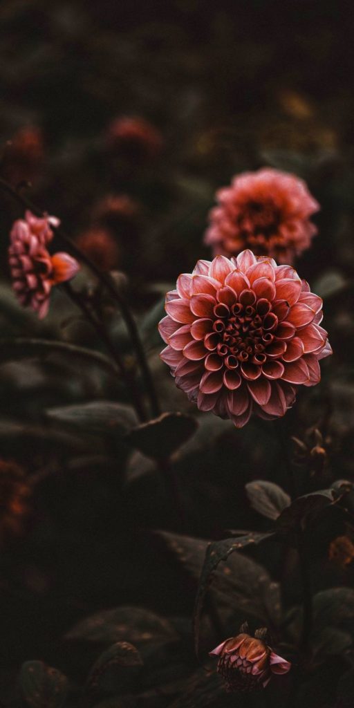 Közeli kép egy virágzó dália virágról gazdag, sötét rózsaszín szirmokkal, sötét, elmosódott háttér előtt. Számos más dália látható a háttérben, mélységet és derűs, hangulatos légkört teremtve.