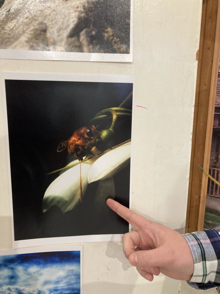 Fénykép egy személy kezéről, amely egy fehér virágon lévő méh képére mutat. A méhről és a virágról készült fotó a falon látható más képekkel együtt, köztük egy kék ég felhőkkel együtt. A személy kockás inget visel.