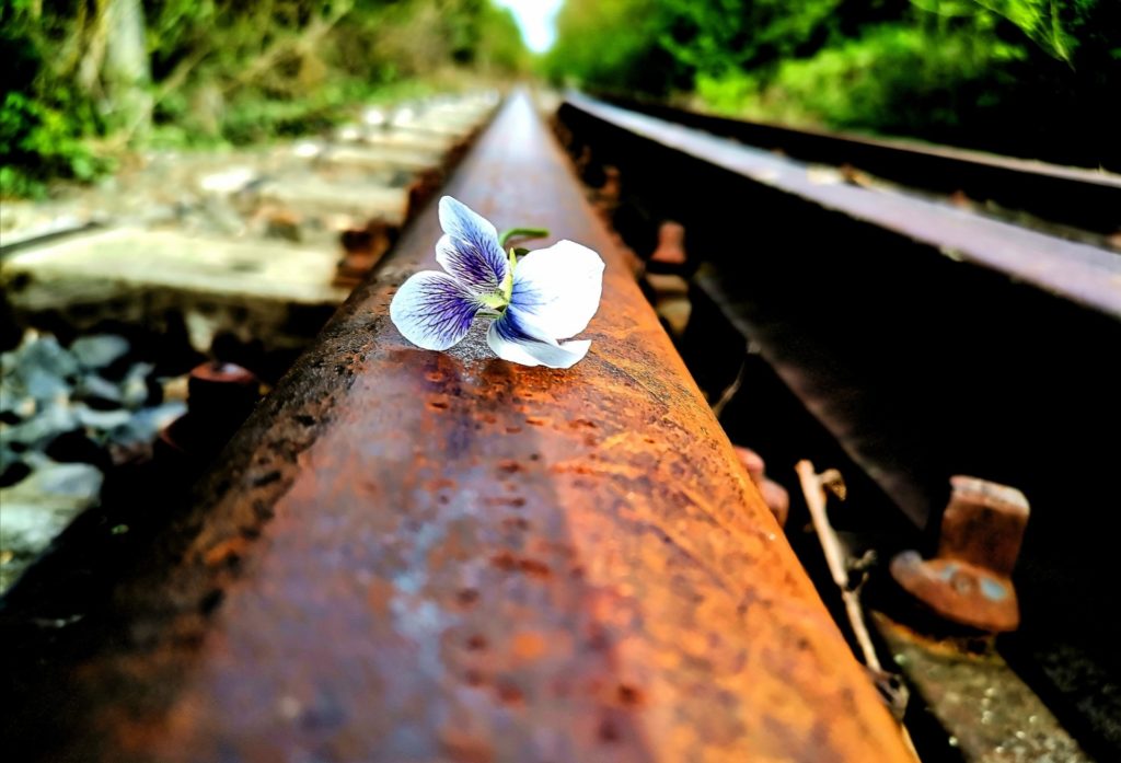 Egyetlen fehér és lila virág közeli felvétele egy rozsdás vasúti pályán. A pálya mindkét oldalán elmosódott zölddel nyúlik a távolba, mélységérzetet és kontrasztot teremtve a természet és az ipari anyagok között.