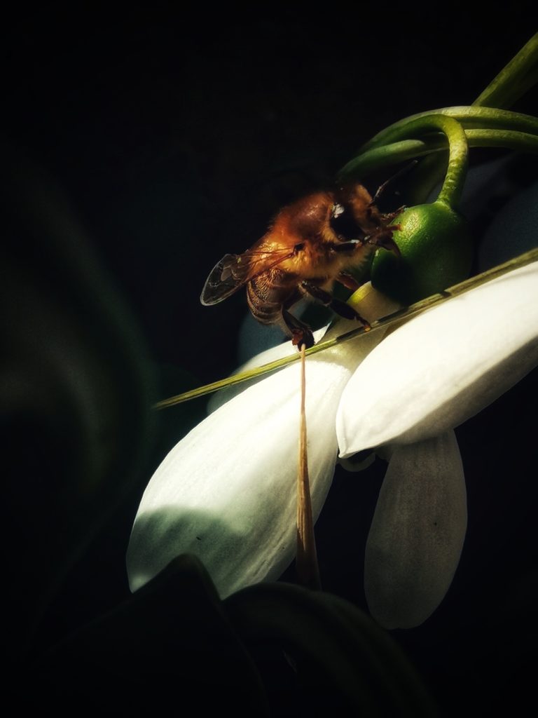 Közeli fénykép egy fehér virágot beporzó méhről. A méh zöld bimbón ül, körülvéve a virág finom fehér szirmaival. A háttér sötét, kiemelve a méhet és a virágot.
