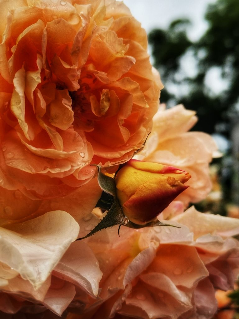 Közeli kép egy fürt őszibarack színű rózsákról, vízcseppekkel a szirmán. Egy nagy, teljesen kivirágzott rózsa van a közepén, egy kis sárga és rózsaszín bimbóval a közelben. A háttér elmosódott, zöld árnyalatokat és fényes, borult égboltot jelenít meg.