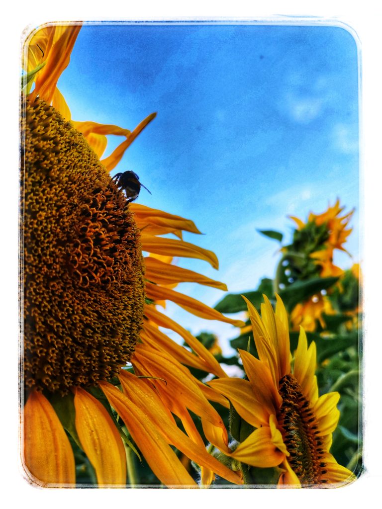 Közeli kép egy vibráló napraforgóról a kék égen. A központi korongon egy méh ül, és pollent gyűjt. A kép úgy van bekeretezve, hogy a háttérben további napraforgók jelenjenek meg, meleg, nyárias hangulatot teremtve.