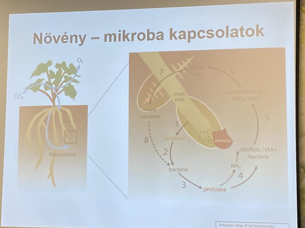A növények és a mikrobák kapcsolatát bemutató diagram. A bal oldalon egy növény gyökérrendszere látható a CO2-bevitelt és az O2-kibocsátást jelző címkékkel. A jobb oldalon egy részletes folyamat magában foglalja a gyökérváladékot, baktériumokat, protozoonokat és jelmolekulákat. A szöveg magyar nyelvű.