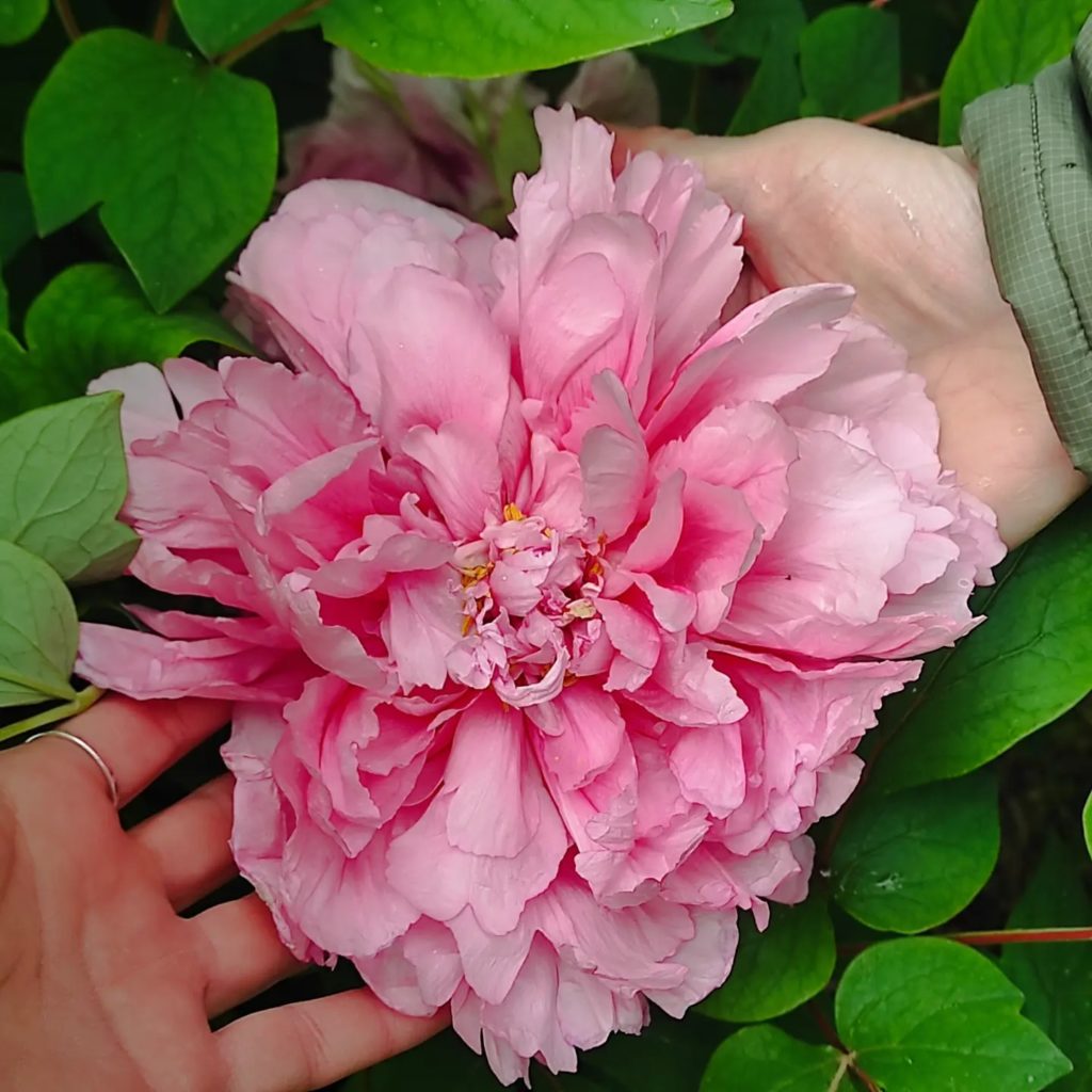 Egy pár kéz egy nagy, teljesen kivirágzott rózsaszín bazsarózsát tart, több finom szirmával. A virágot buja zöld levelek veszik körül. A bazsarózsa textúráját és rétegeit részletesen megörökítették, kiemelve élénk színét és természetes szépségét.