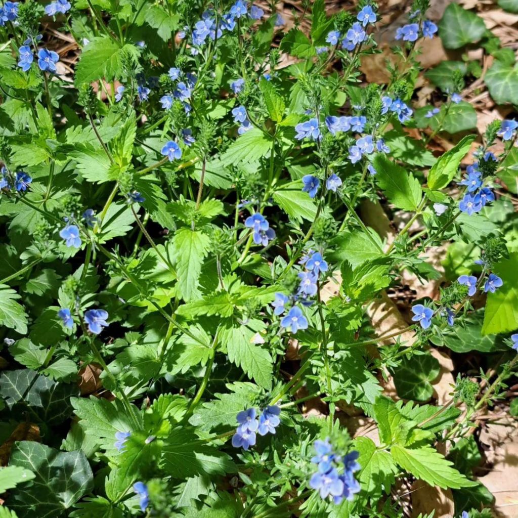 Közelkép egy buja zöld növényről, számos kis kék virággal. A lombozat sűrű, szaggatott levelekkel, az alatta lévő talaj pedig száraz barna levelekkel van szórva. A napfény átszűrődik, kiemelve a növény egyes részeit.