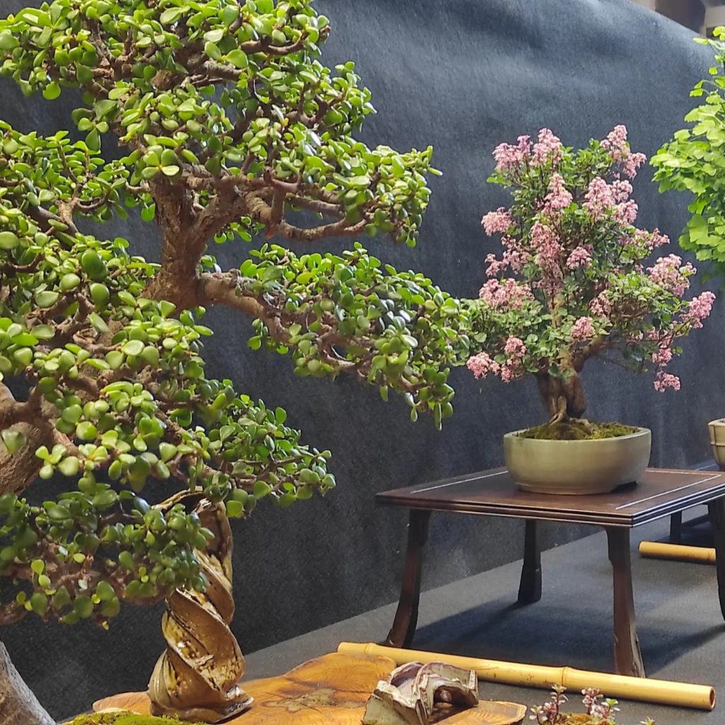Számos bonsai fa látható, mindegyik díszedényben. Az előtérben lévő fának csavart kérge és buja zöld levelei vannak. Egy kisebb bonsai rózsaszín virágokkal egy edényben, egy faasztalon, a háttérben, sötét háttér előtt áll.