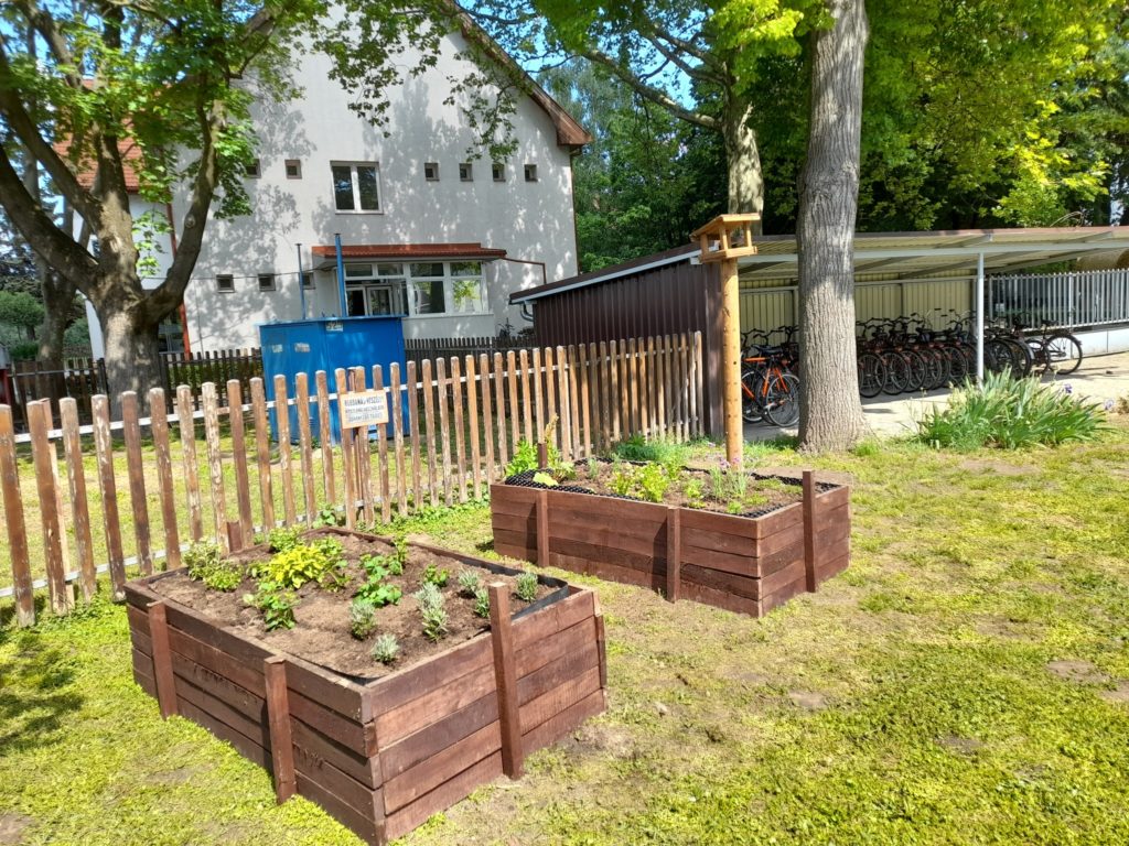 A képen két magasított kerti ágy látható zöld növényekkel egy fakerítés közelében. A kerítés mögött van egy épület és egy kerékpártároló, ahol több kerékpár is parkol. Magas fák veszik körül a területet, a kerti ágyások mellett egy fára madárház van felszerelve.