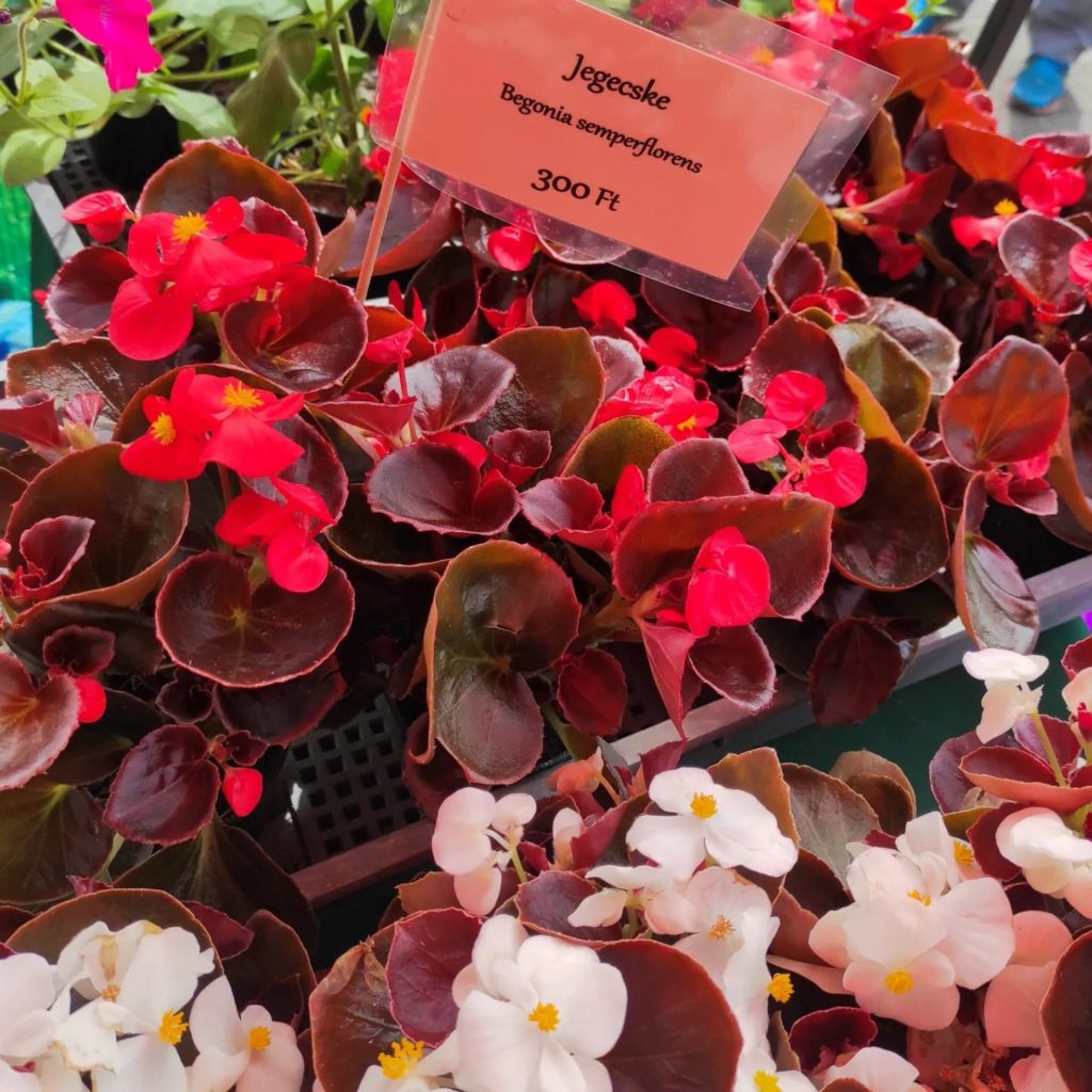 Az élénk Begonia semperflorens gyűjteményét egy piacon mutatják be. A virágok túlnyomórészt pirosak, néhány fehér virágzattal, fényes levelekkel körülvéve. Középen tábla „Jegecske Begonia semperflorens 300 Ft.