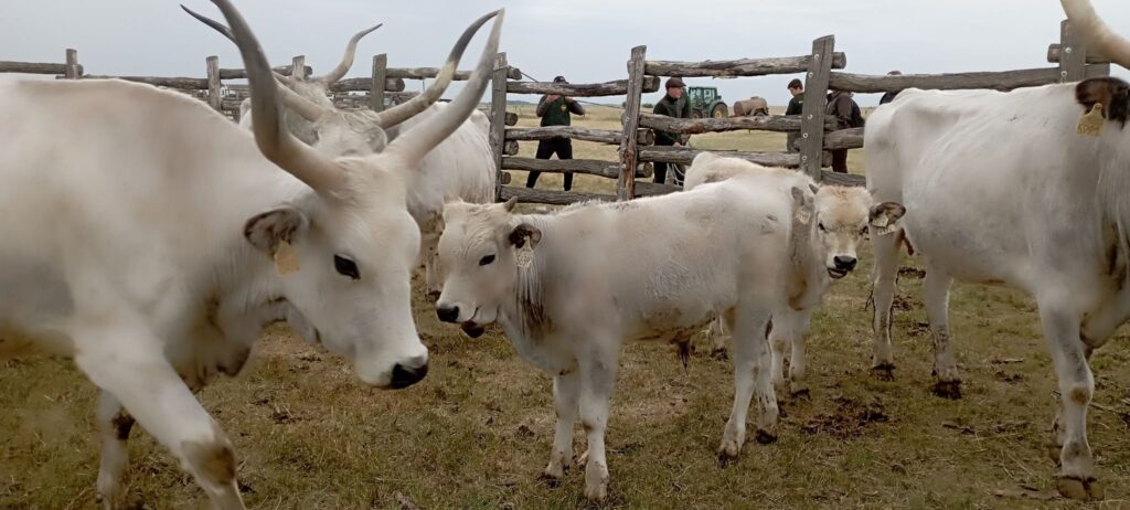 Több nagy szarvú fehér tehén és borjú áll egy füves, bekerített kifutóban. A háttérben két ember látható, akik állnak és figyelik a jószágot. Az ég borús.