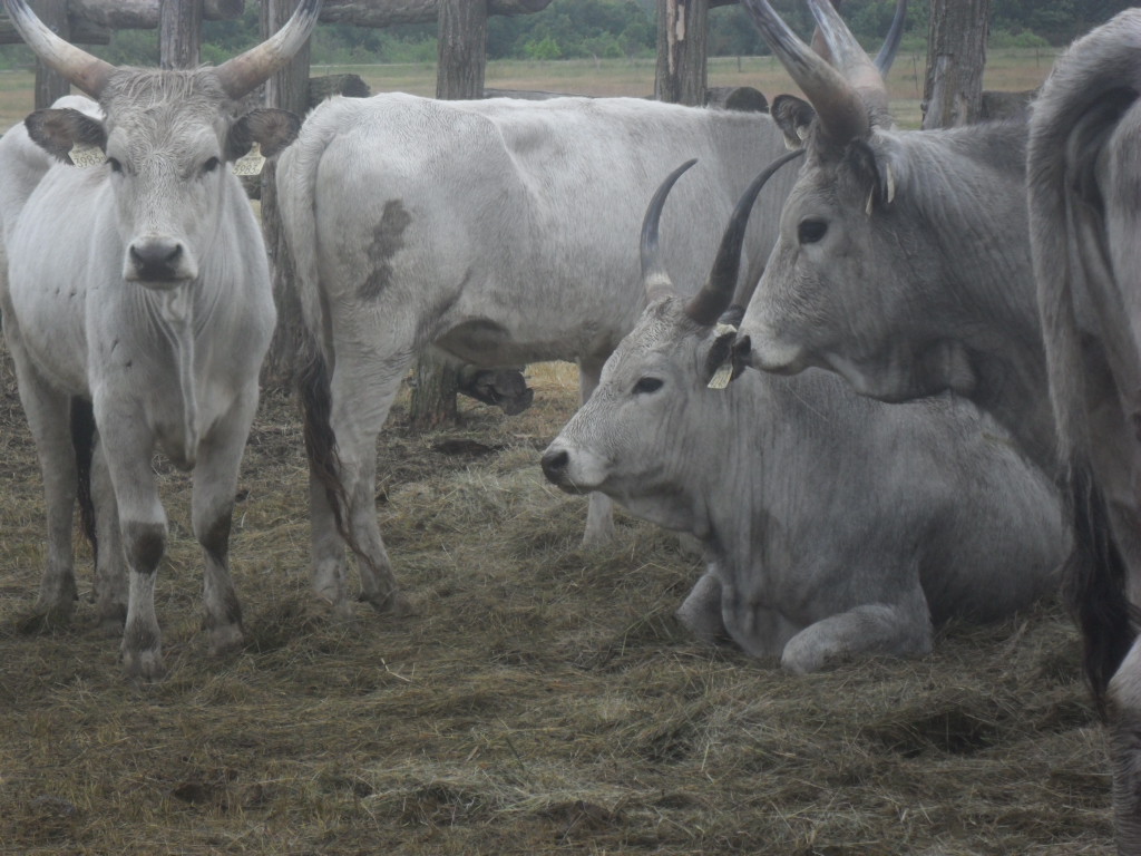 Nagy szarvú szürkemarhák csoportja látható egy bekerített területen. Az egyik tehén egy szénaágyon fekszik, míg a többiek körülötte állnak. A háttérben faoszlopok és zöld mezők láthatók.