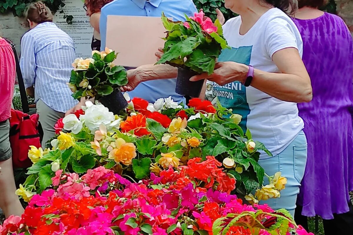 Egy nő és egy férfi színes cserepes virágokat választ ki egy szabadtéri növénypiacon. Az asztal tele van élénk virágokkal, piros, rózsaszín, sárga és fehér árnyalatokban. A háttérben más vásárlók és buja növényzet látható.